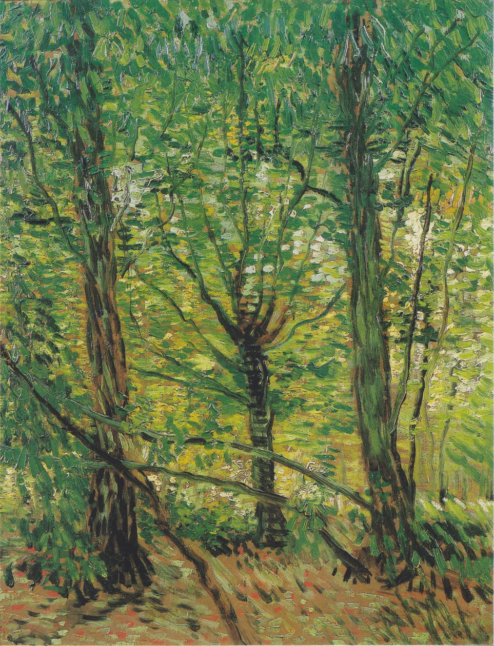 Drzewa i runo leśne autorstwa Vincent van Gogh