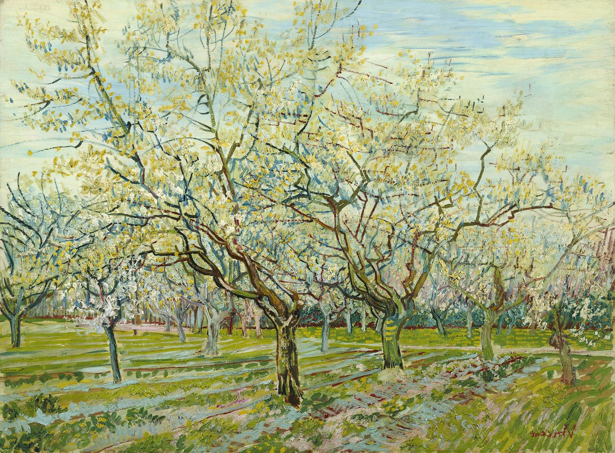 Biały sad autorstwa Vincent van Gogh