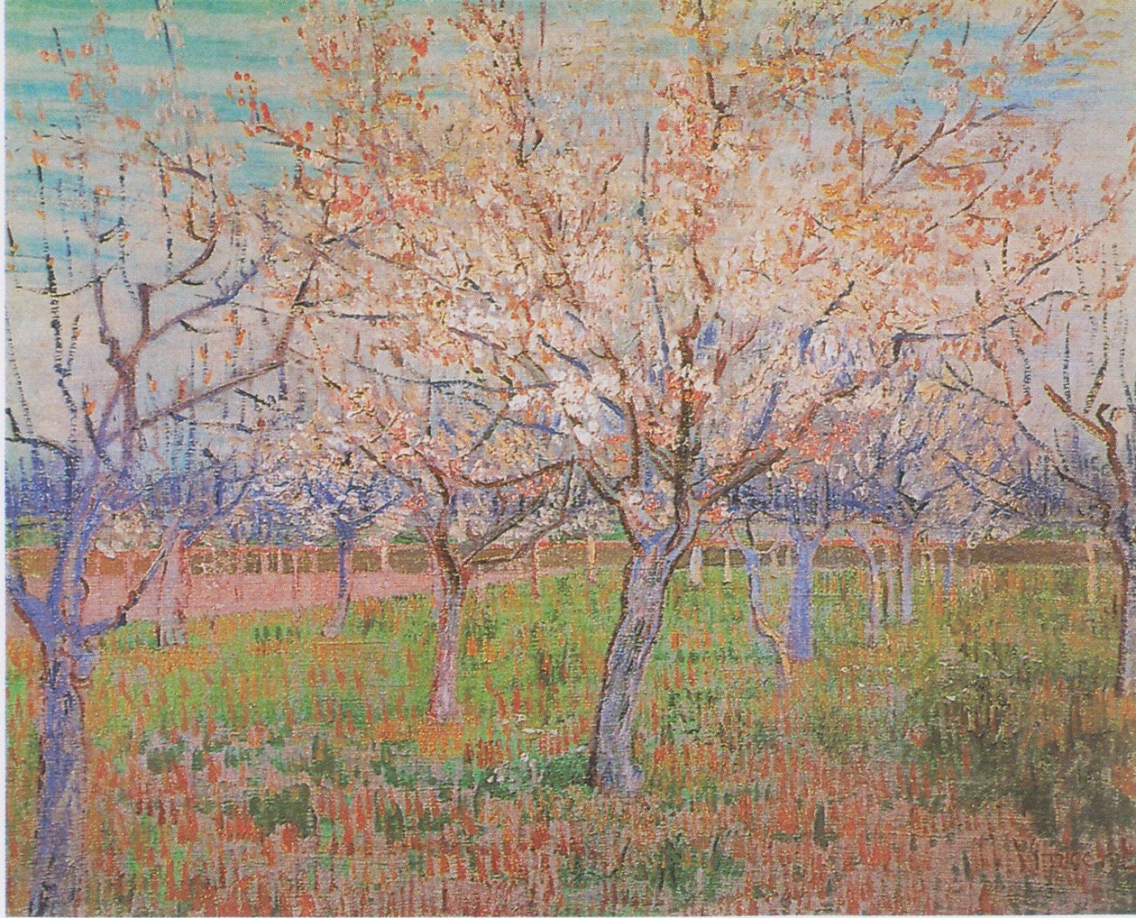 Sad z kwitnącymi morelami autorstwa Vincent van Gogh