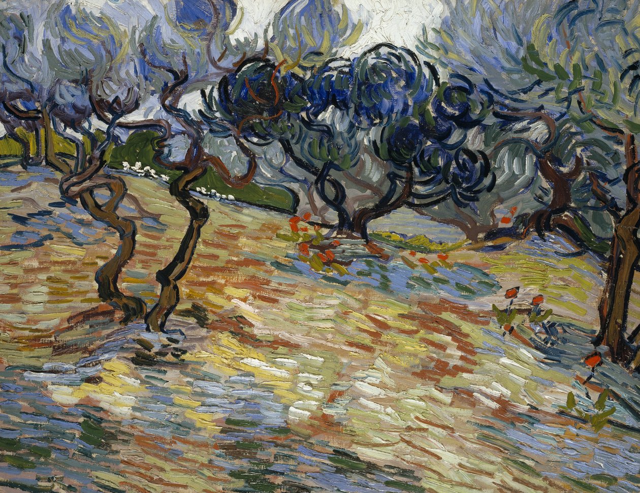 Drzewa oliwne autorstwa Vincent van Gogh