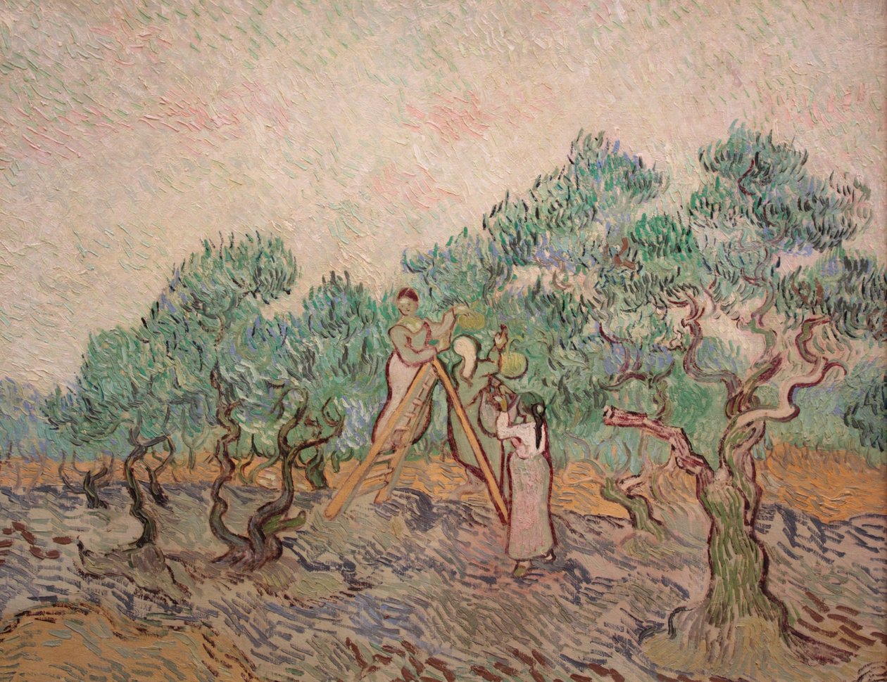 Sad Oliwny autorstwa Vincent van Gogh