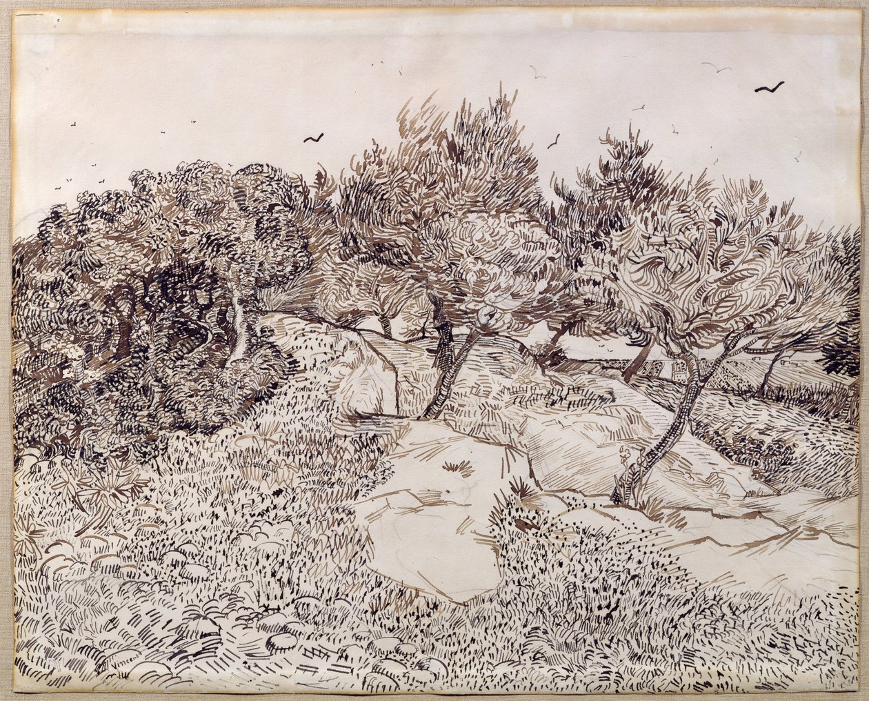 Drzewa oliwne autorstwa Vincent van Gogh