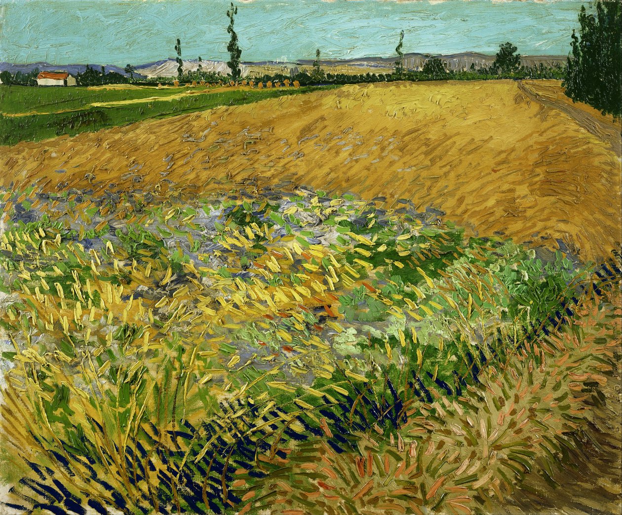 Pole pszenicy autorstwa Vincent van Gogh
