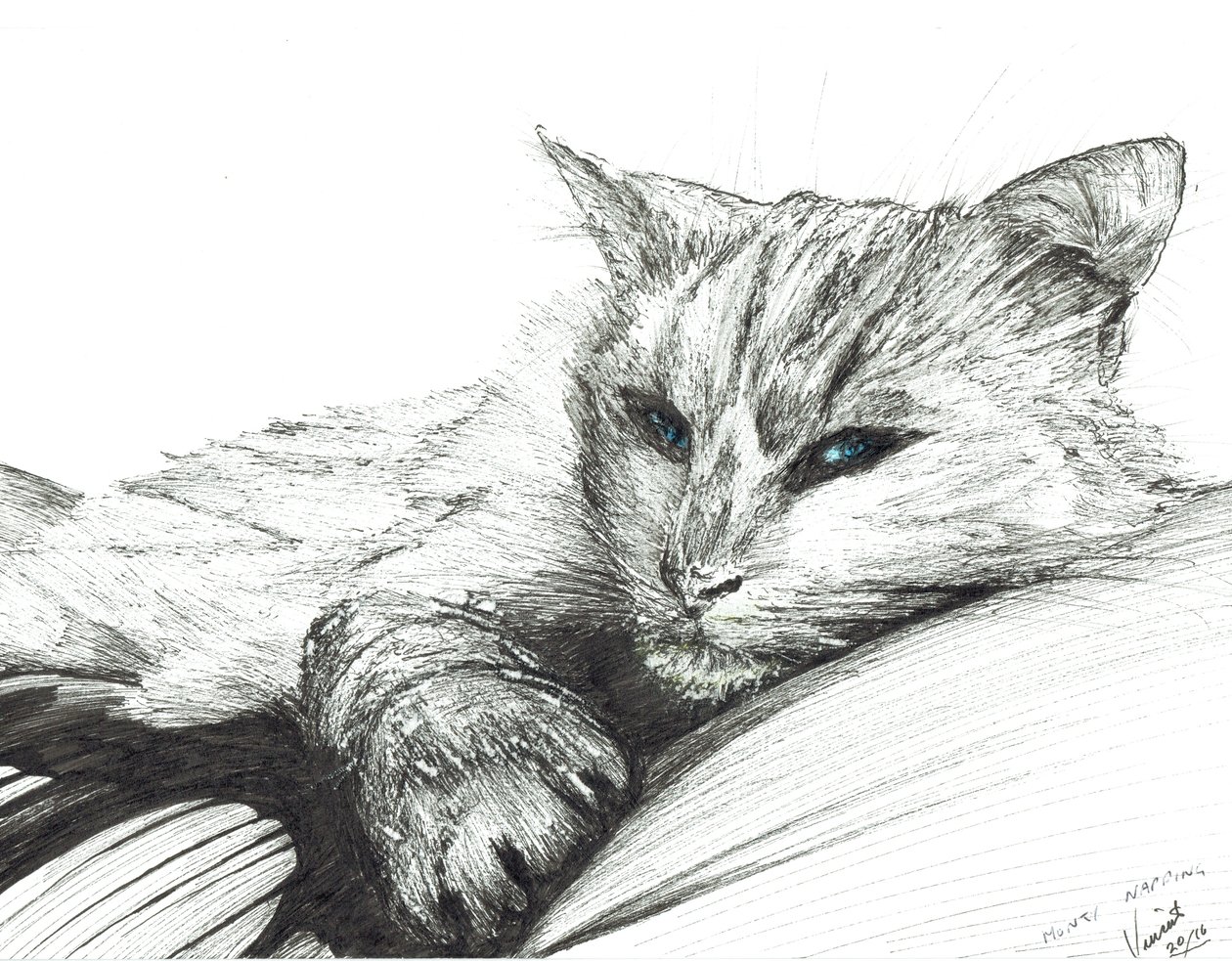 Monty, drzemka, 2016, (tusz na papierze) autorstwa Vincent Alexander Booth