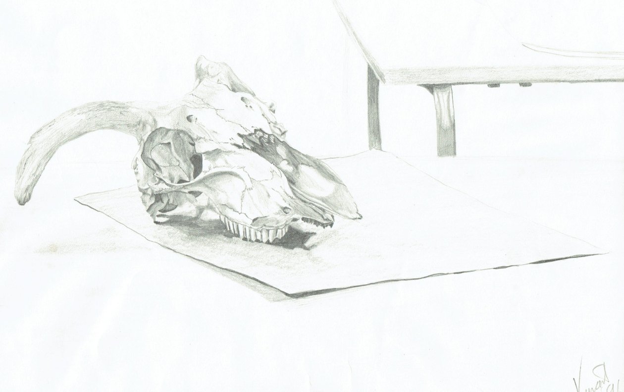 Czaszka autorstwa Vincent Alexander Booth