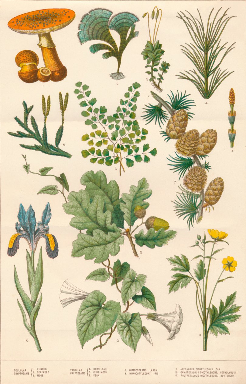 Ilustracja botaniczna, ok. 1880 r. autorstwa Vincent Brooks Day and Son