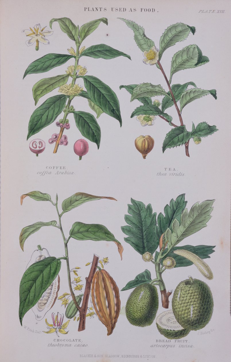 Kawa, herbata, czekolada i chleb chlebowy, talerz z badania botanicznego, rytowany przez J. Bishopa, 1872 autorstwa W.H. Fitch