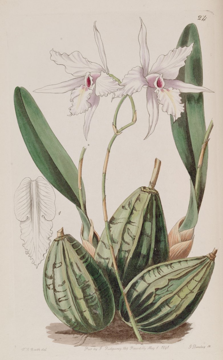 Laelia rubescens (jako syn. Laelia acuminata) autorstwa W. J. Booth