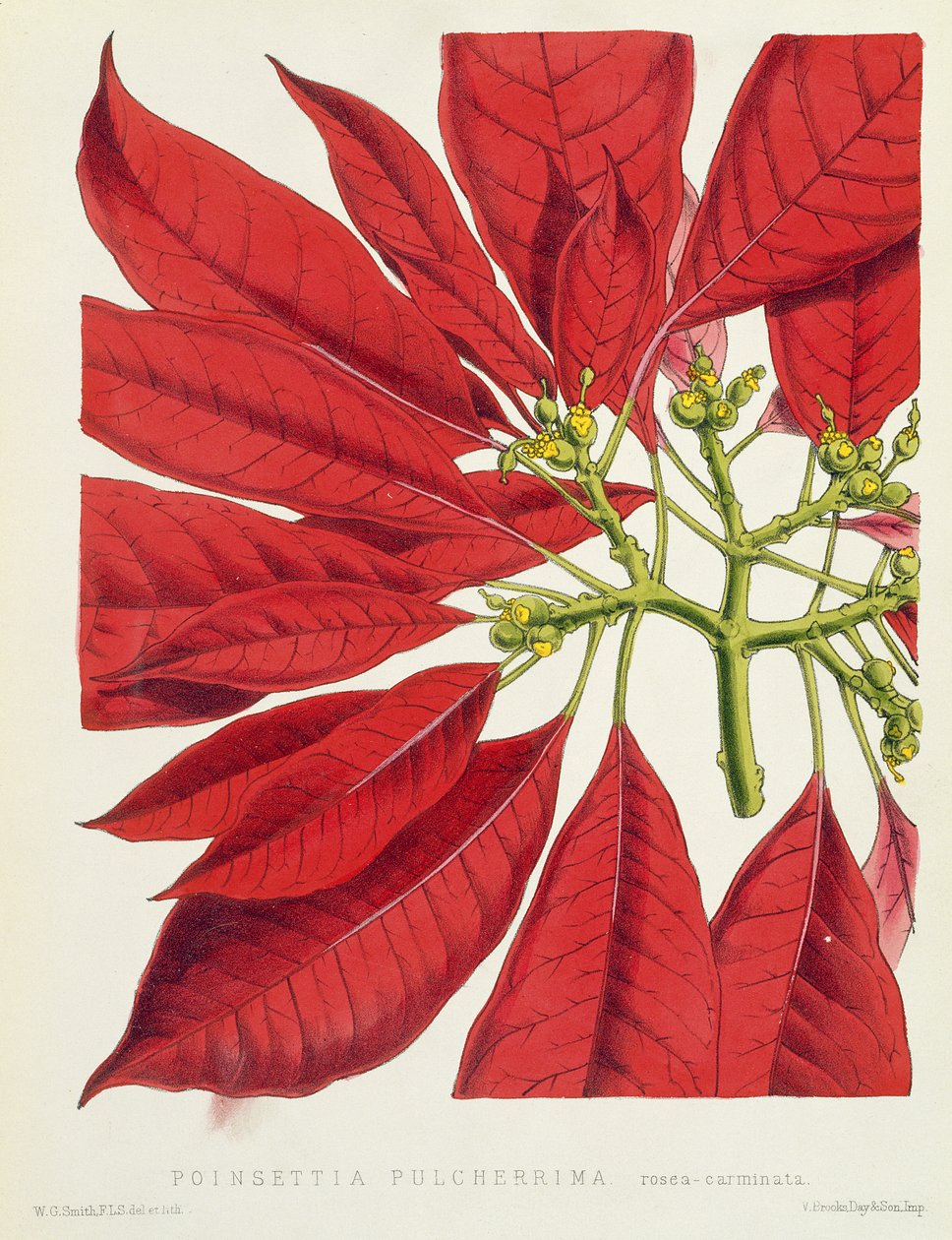 Poinsettia Pulcherrima autorstwa W.G. Smith