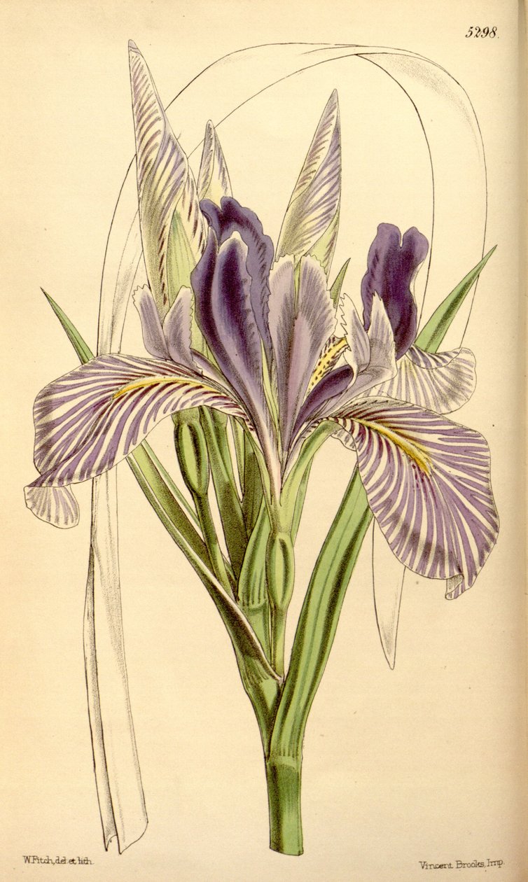 Iris longipetala autorstwa W.J.Hooker