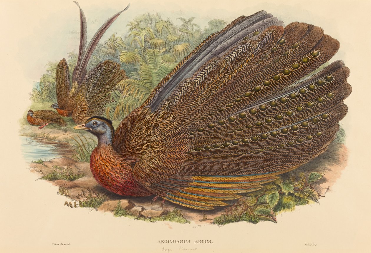 Bażant Argus (Argusianus Argus) autorstwa W. Hart