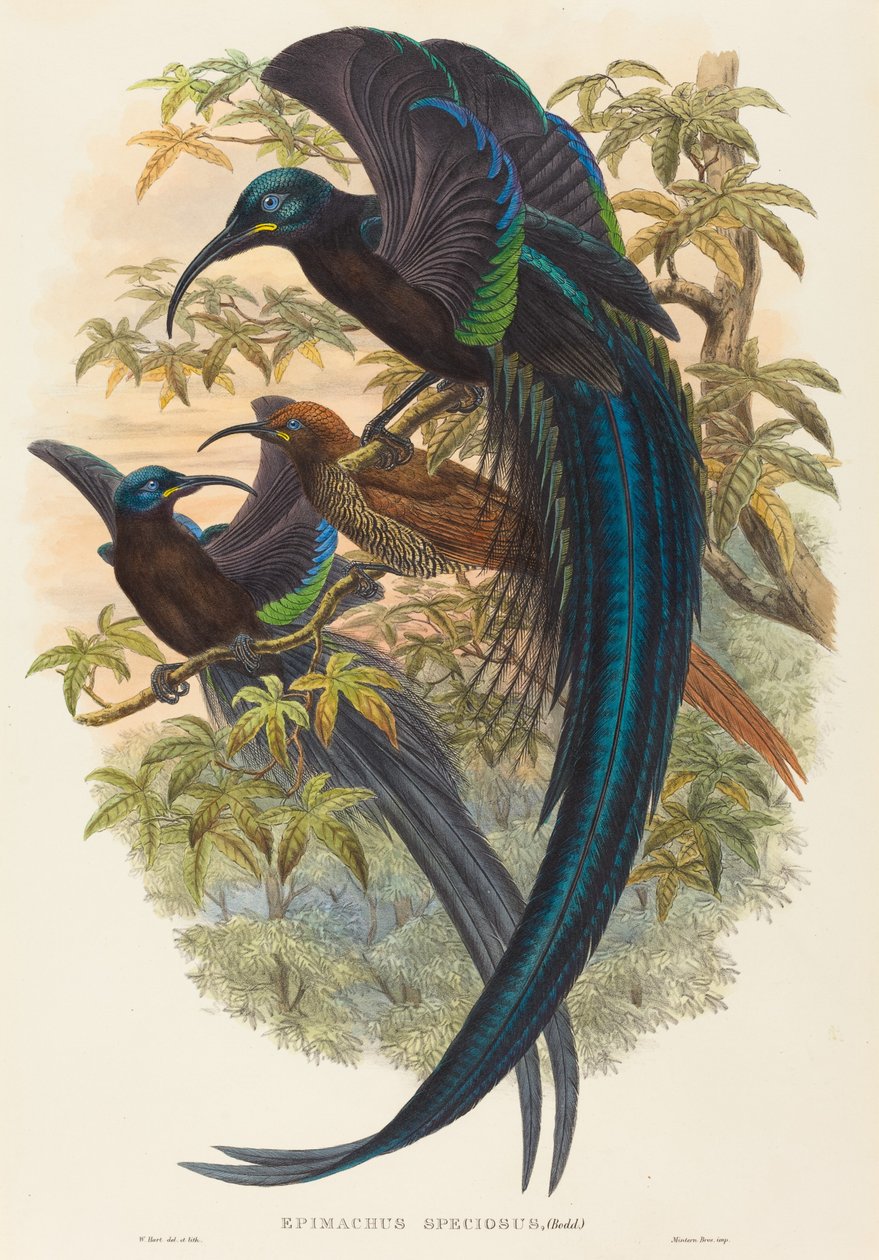 Epimachus speciosus (rajski ptak sierpowaty) autorstwa W. Hart