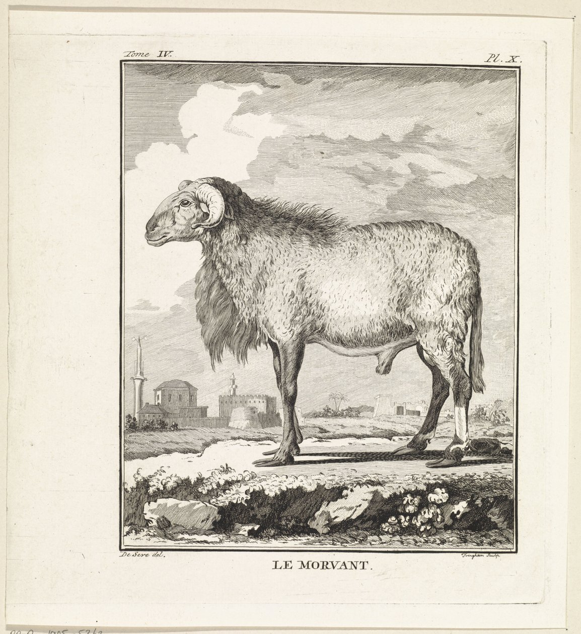 Baran Le Morvant (tytuł na obiekcie) autorstwa W. Tringham
