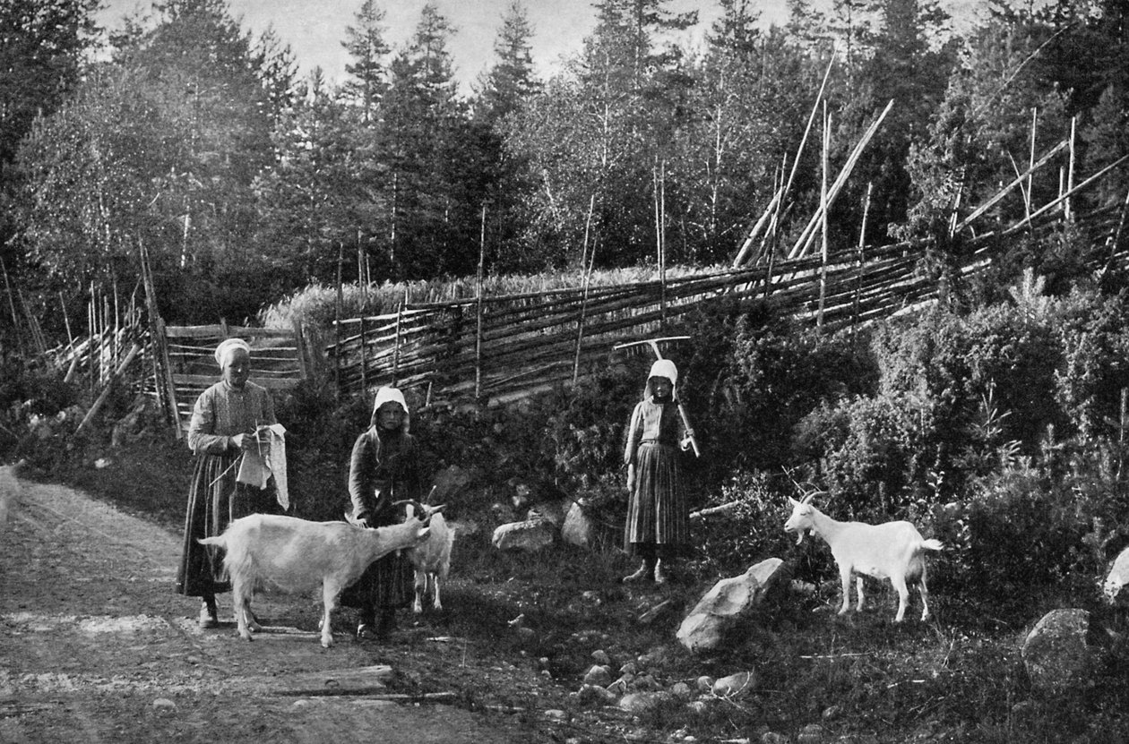 Hodowla kóz w Dalarnie, Szwecja, 1908-1909. autorstwa Wald Zachrisson