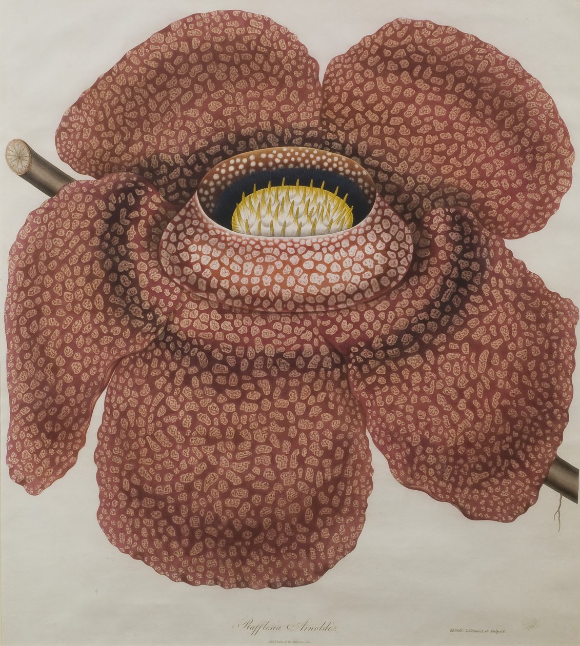 Kwiat Rafflesia arnoldii autorstwa Waldell