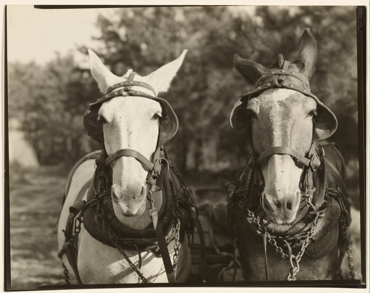 [Dwa muły, hrabstwo Hale, Alabama]. autorstwa Walker Evans