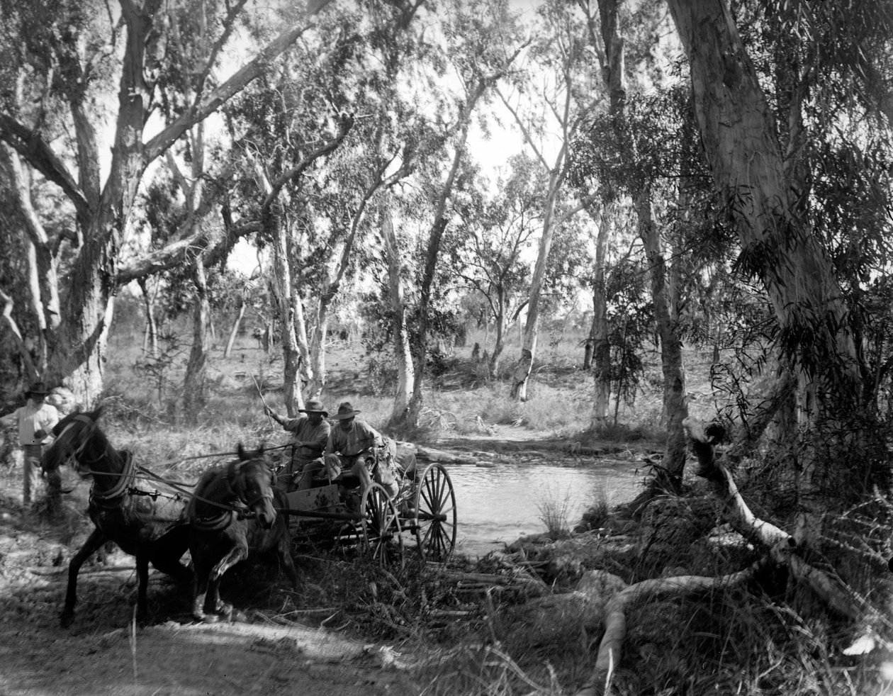 Przeprawa przez Salt Creek w pobliżu rzeki Roper, Wschodnia Ziemia Arnhem, Australia, lipiec 1911 r. autorstwa Walter Baldwin Spencer