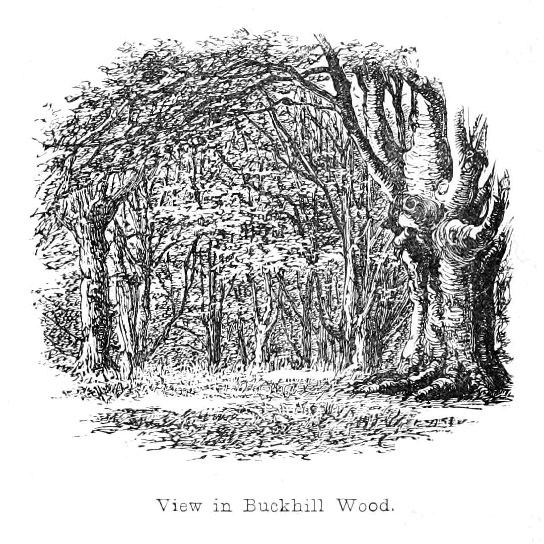 Widok w Buckhill Wood autorstwa Walter Crane