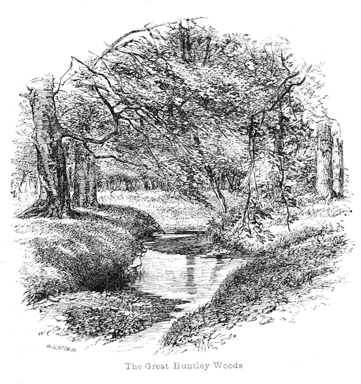 Zobacz w Great Huntley Woods autorstwa Walter Crane