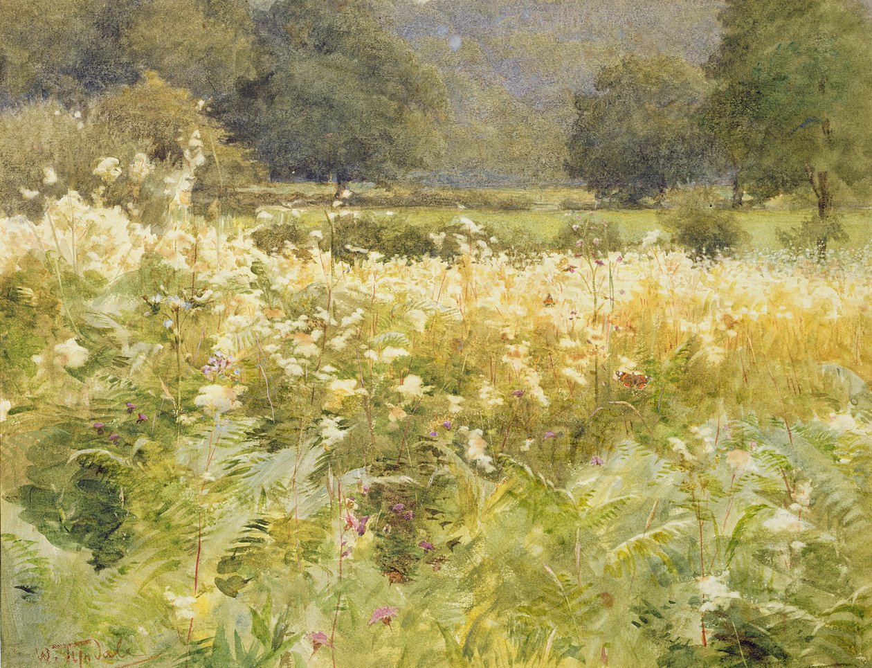 Meadowsweet (wc na papierze) autorstwa Walter Frederick Roofe Tyndale