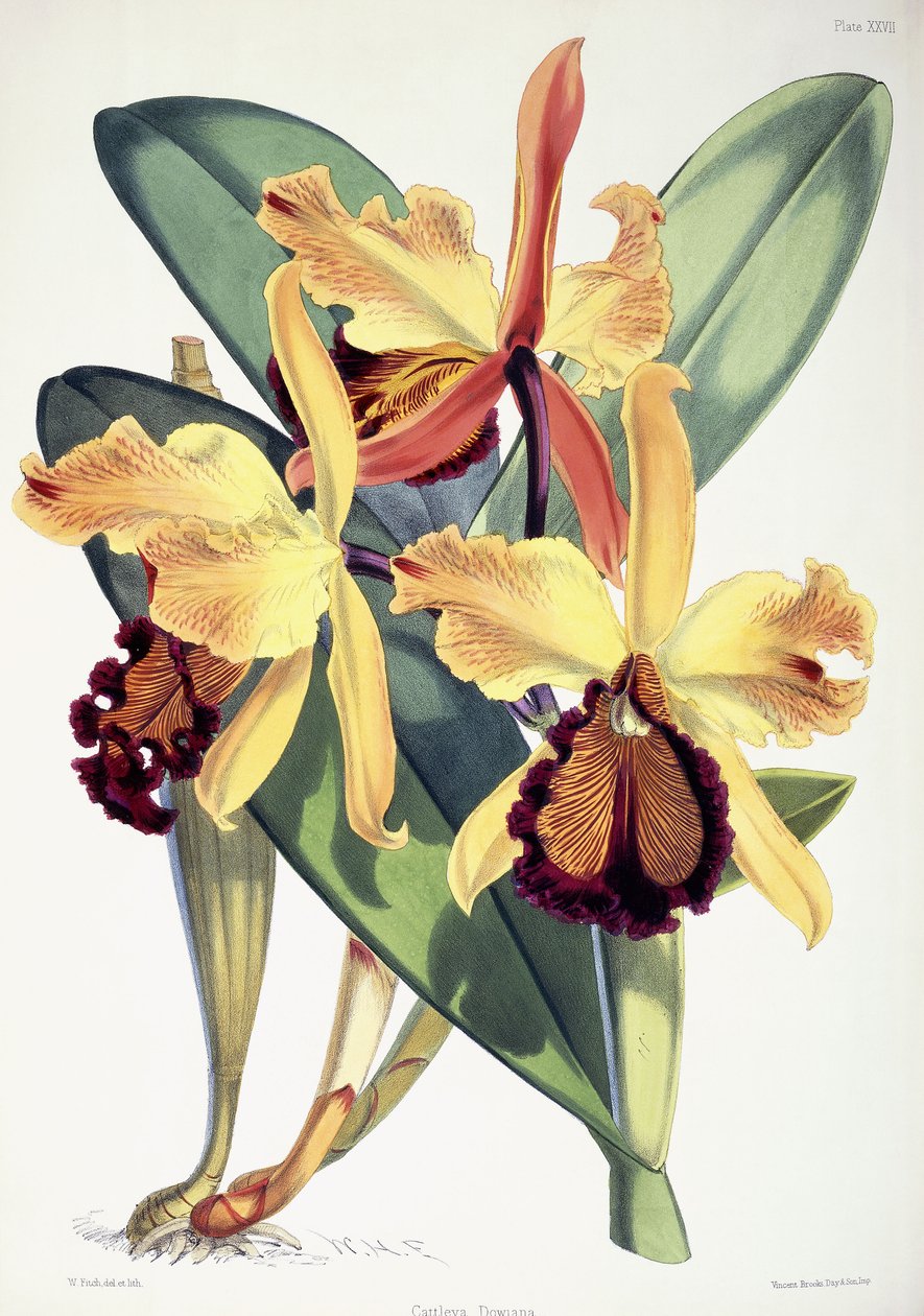 Cattleya Dowiana, ok. 1862-1877 autorstwa Walter Hood Fitch