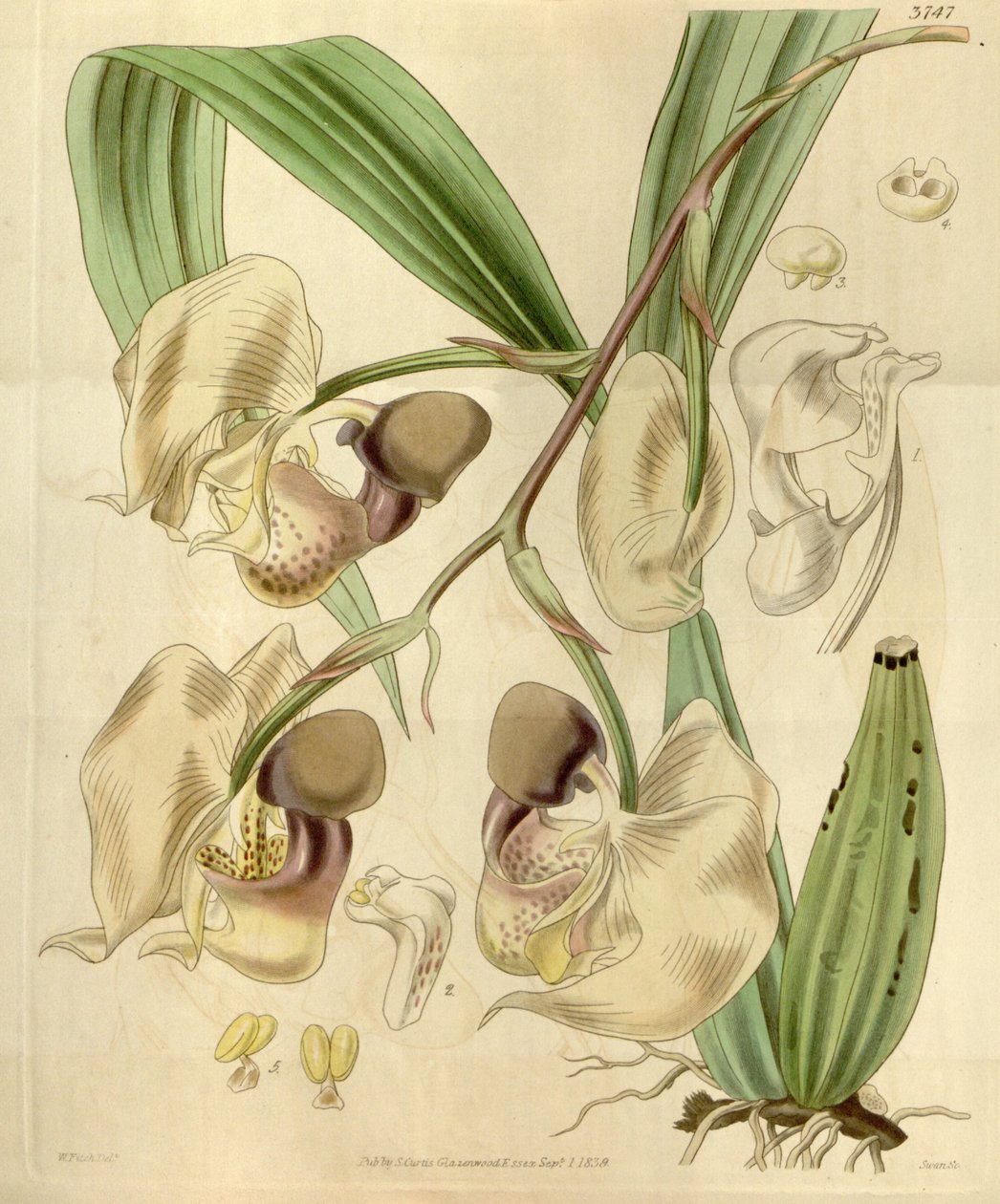 Coryanthes maculata autorstwa Walter Hood Fitch
