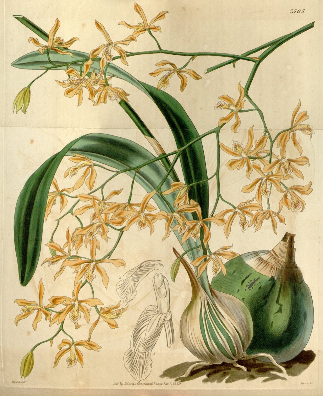 Encyklia candollei autorstwa Walter Hood Fitch