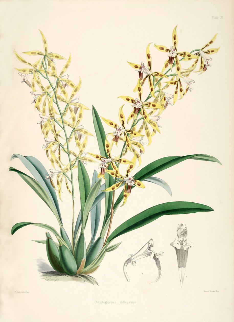 Odontoglossum lindleyanum autorstwa Walter Hood Fitch