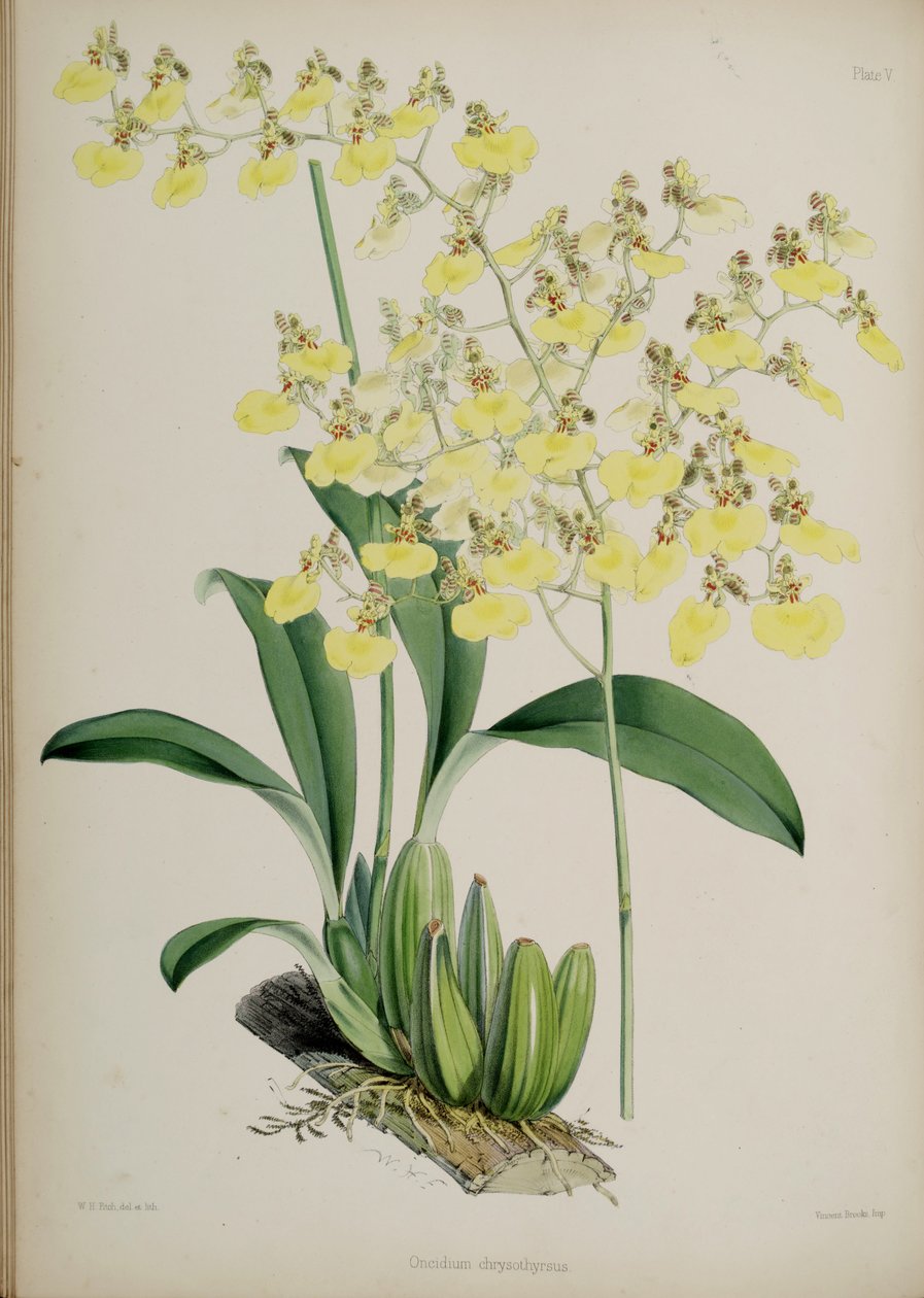 Oncidium bifolium autorstwa Walter Hood Fitch