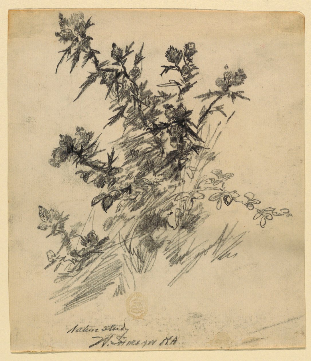 Nature Study   1302851   pl       polish Successfully Translated  Original: Thomas Pennant, 1726-1798, 1776 Translat: 