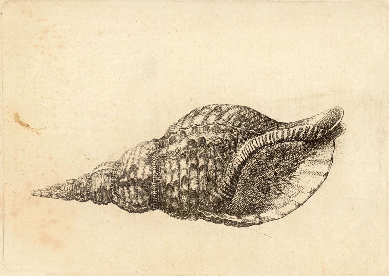Charonia tritonis autorstwa Wenceslaus Hollar