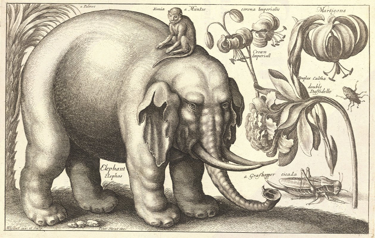 Słoń i kwiaty. Stan 2 autorstwa Wenceslaus Hollar