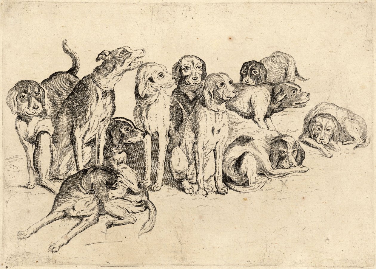 Jedenaście psów autorstwa Wenceslaus Hollar