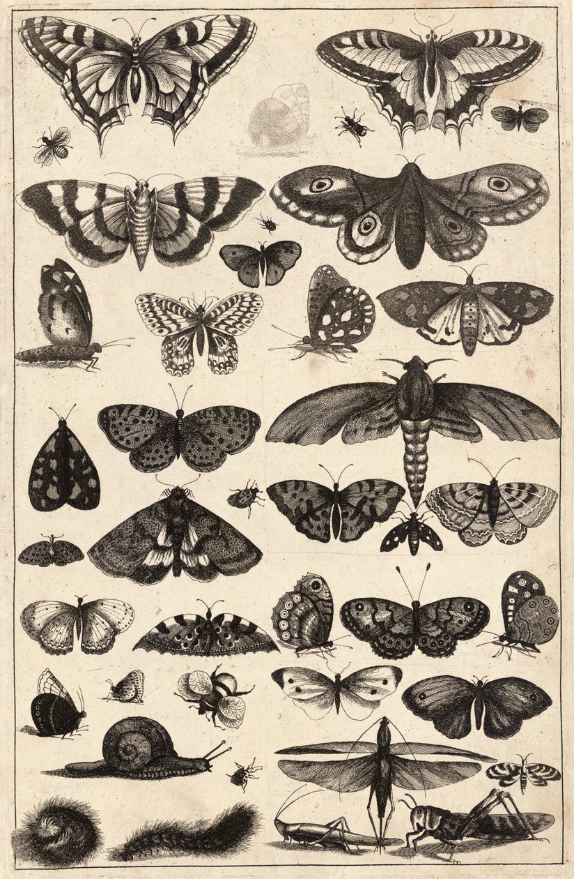 Czterdzieści jeden owadów autorstwa Wenceslaus Hollar
