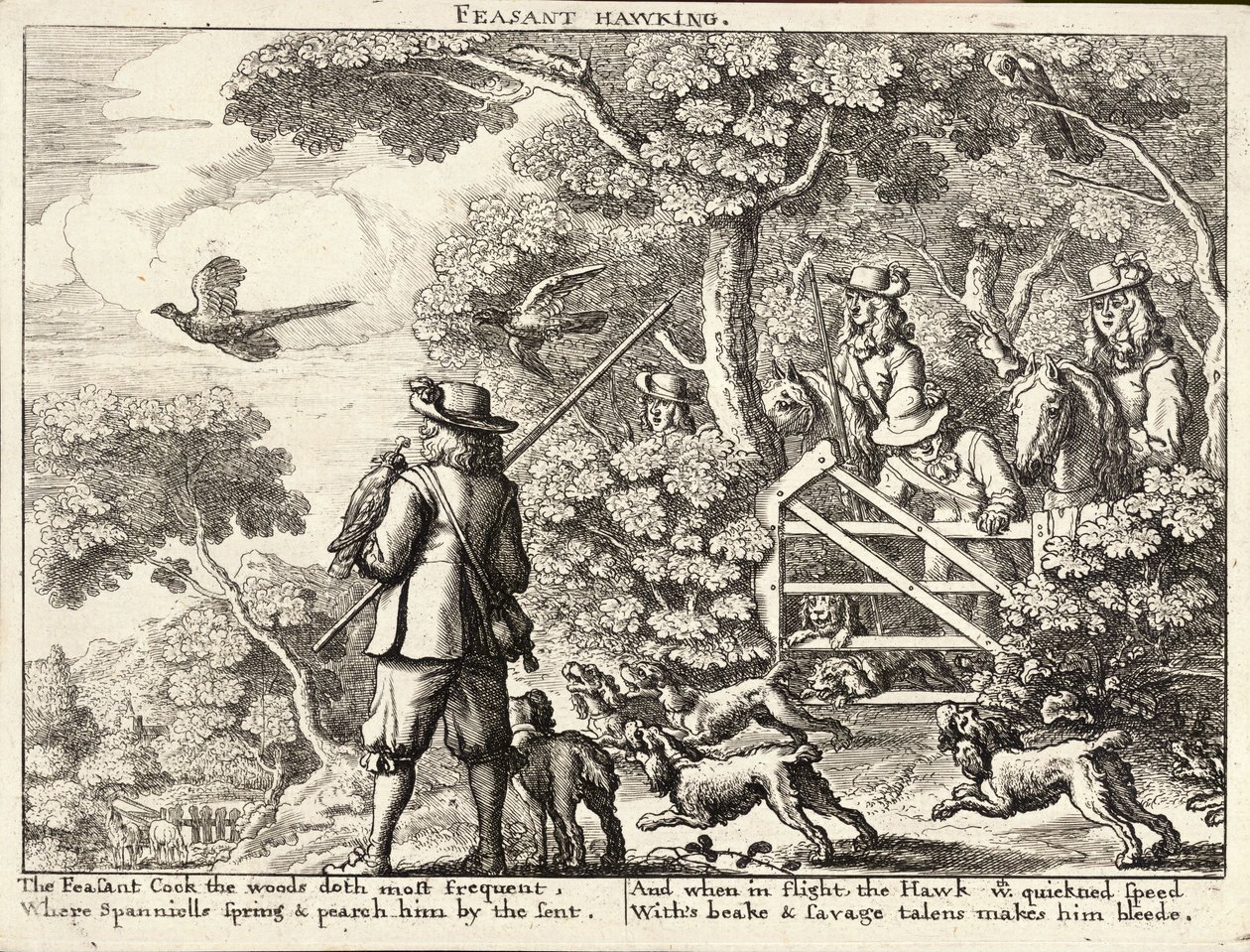 Bażant jastrząb autorstwa Wenceslaus Hollar
