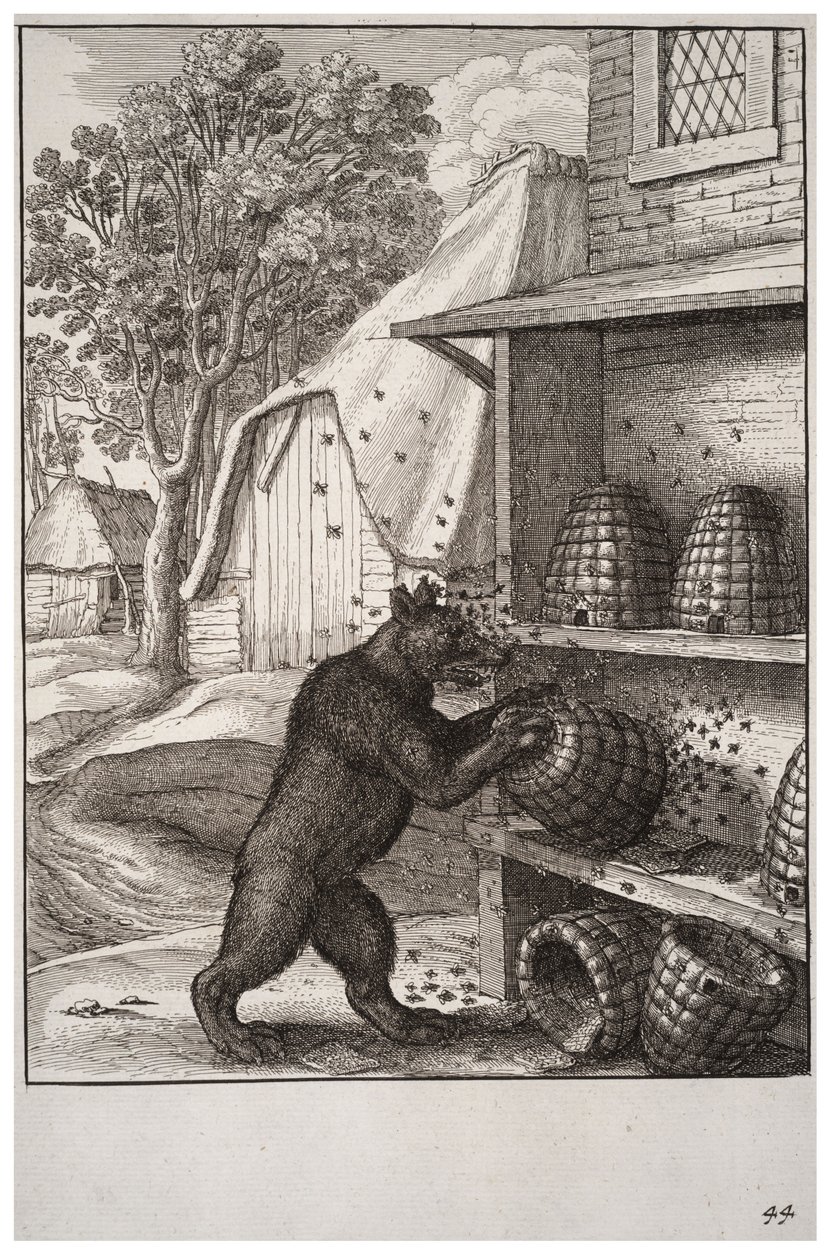 Niedźwiedź i miód autorstwa Wenceslaus Hollar