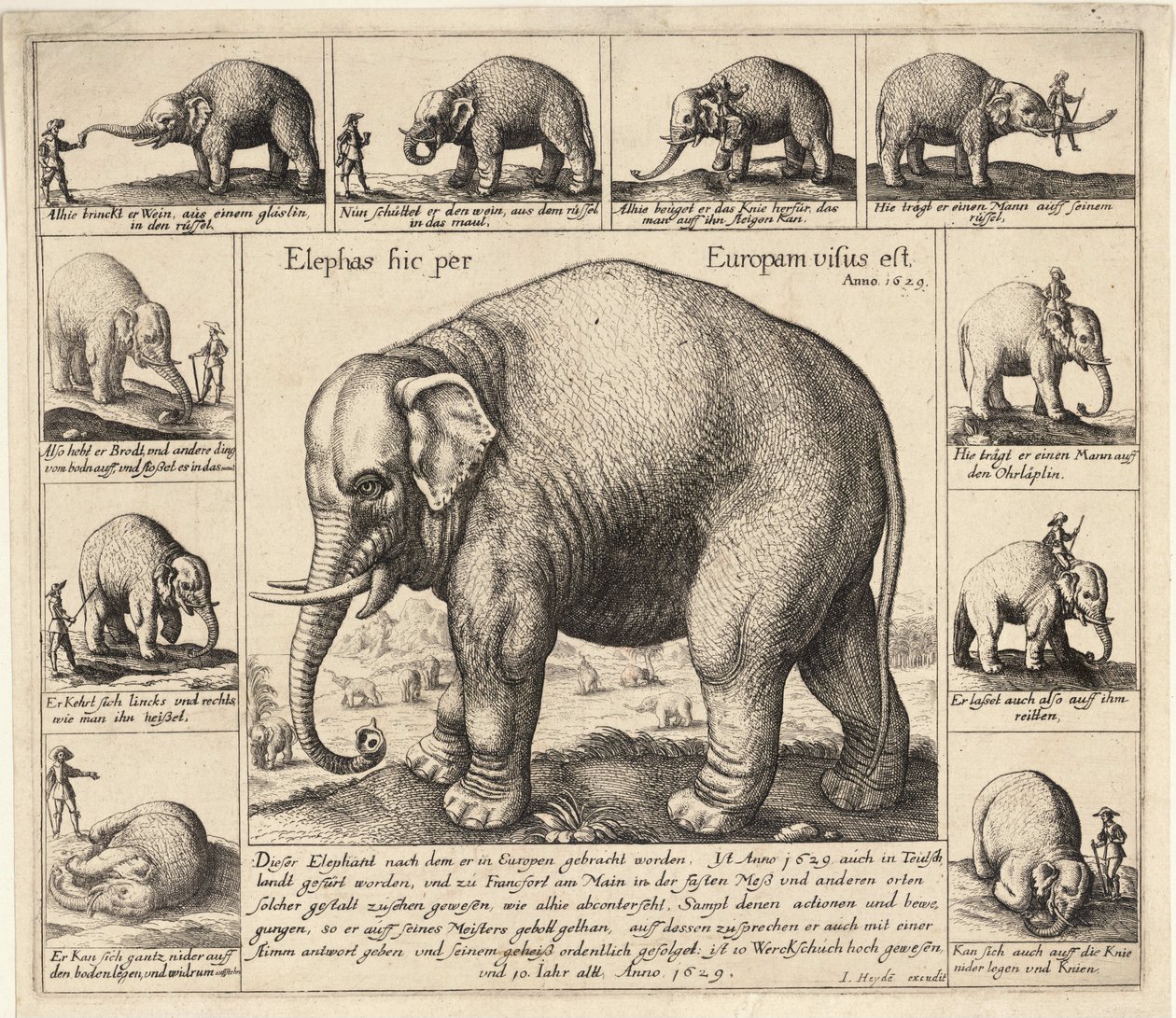 Oswojony słoń autorstwa Wenceslaus Hollar