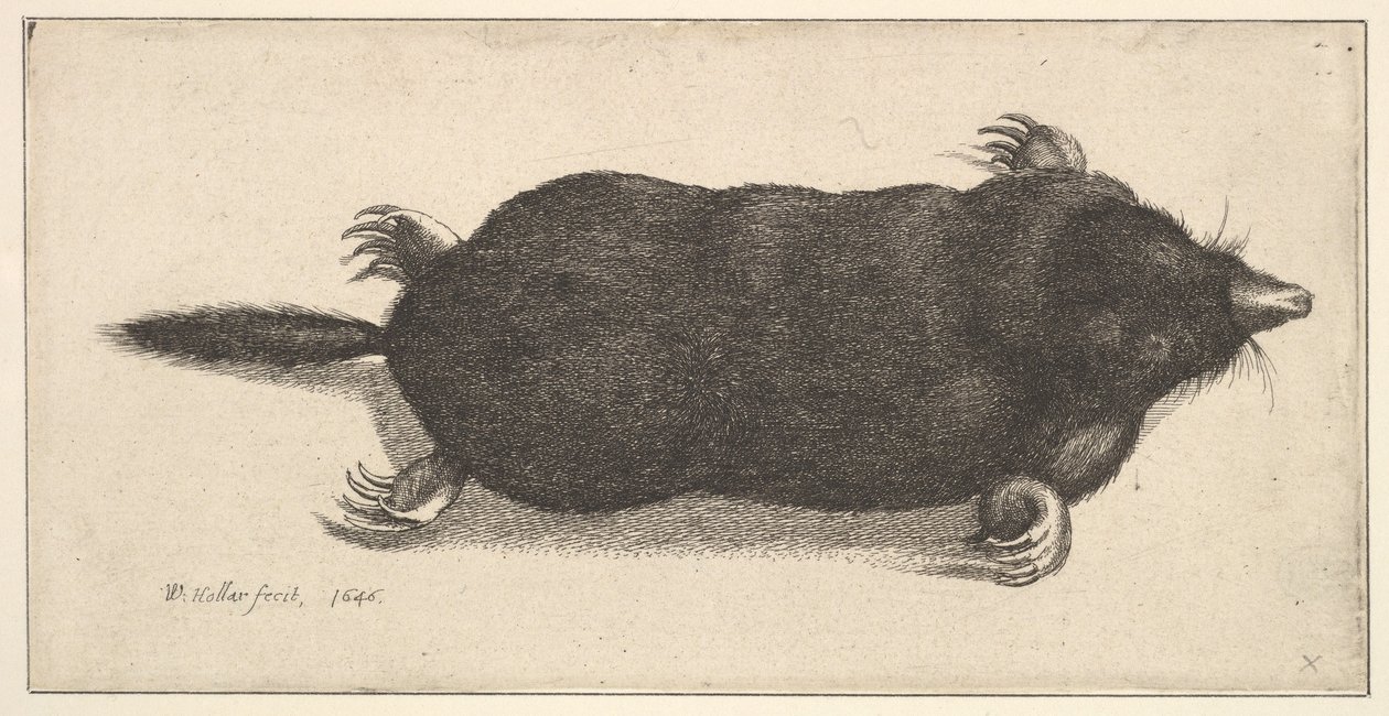 Martwy kret, 1646. autorstwa Wenceslaus Hollar