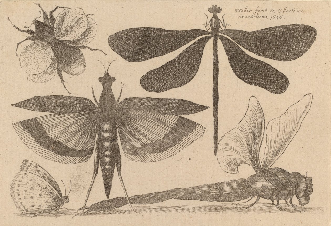 Ważki i trzmiel, 1646. autorstwa Wenceslaus Hollar