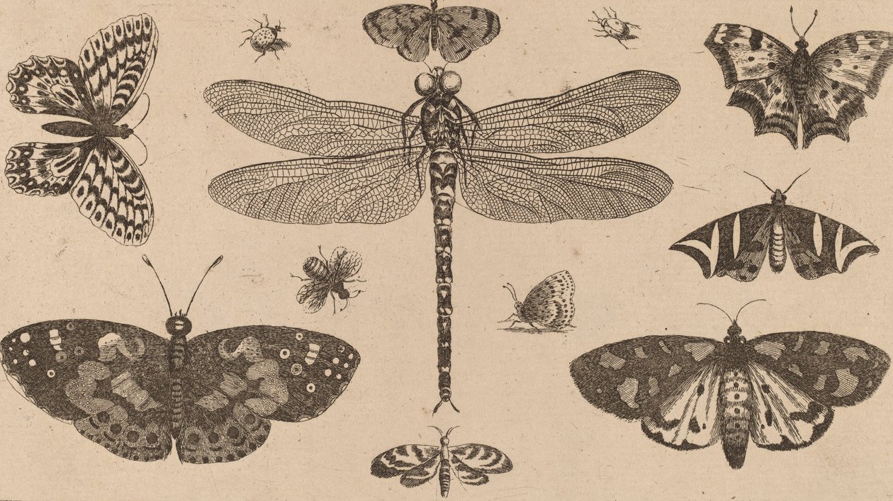 Ważka, biedronki i motyle. autorstwa Wenceslaus Hollar