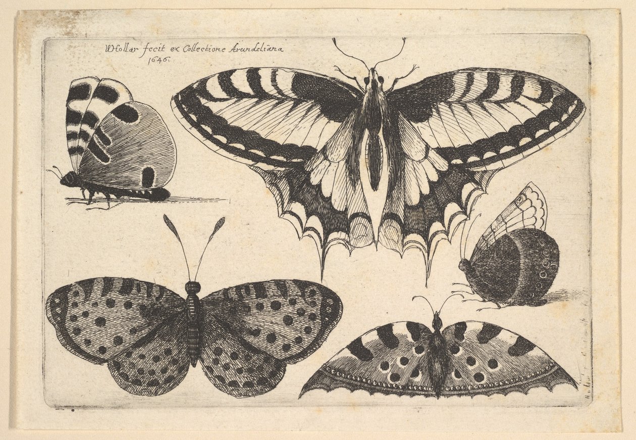 Pięć motyli, 1646. autorstwa Wenceslaus Hollar
