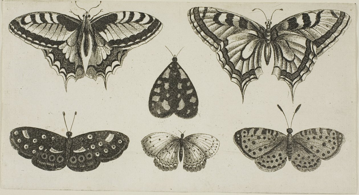 Pięć motyli i ćma autorstwa Wenceslaus Hollar