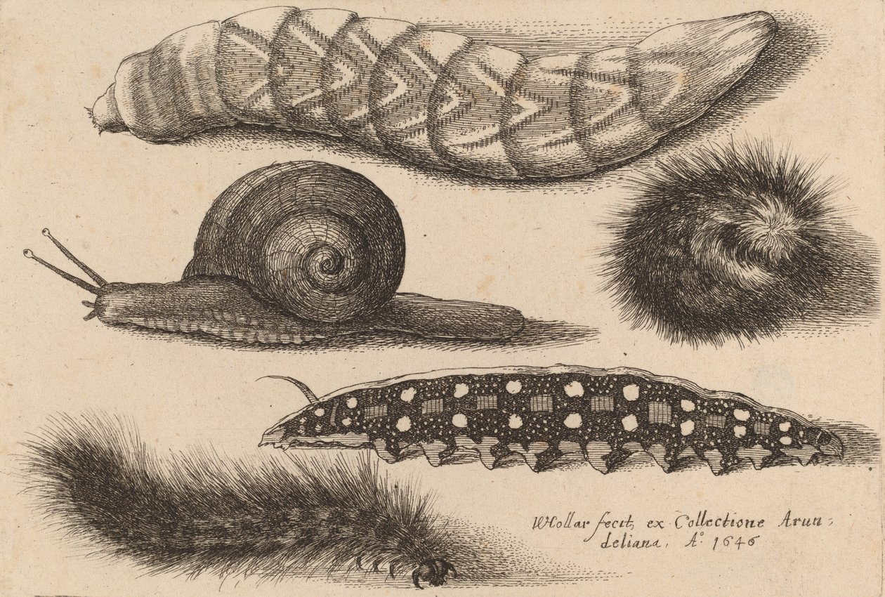 Cztery gąsienice i ślimak, 1646. autorstwa Wenceslaus Hollar