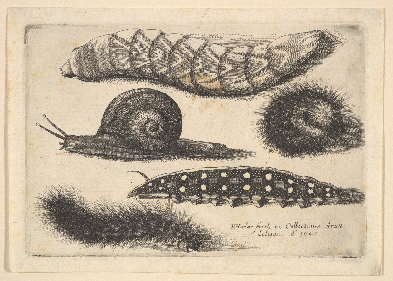 Cztery gąsienice i ślimak, 1646. autorstwa Wenceslaus Hollar