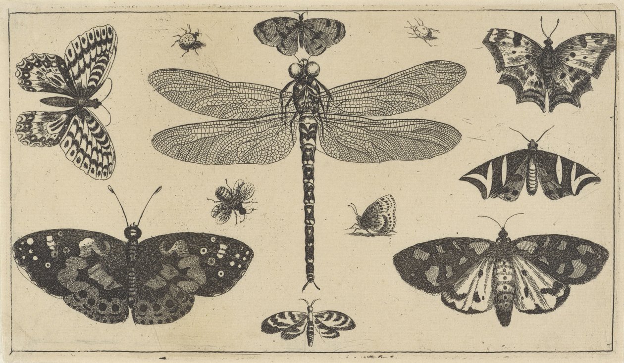 Ważki, biedronki i motyle Różne owady (tytuł serii) Diversae Insectorum (tytuł serii) autorstwa Wenceslaus Hollar