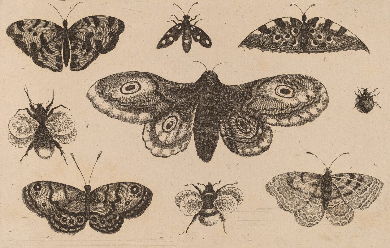 Ćma, motyle i pszczoły. autorstwa Wenceslaus Hollar