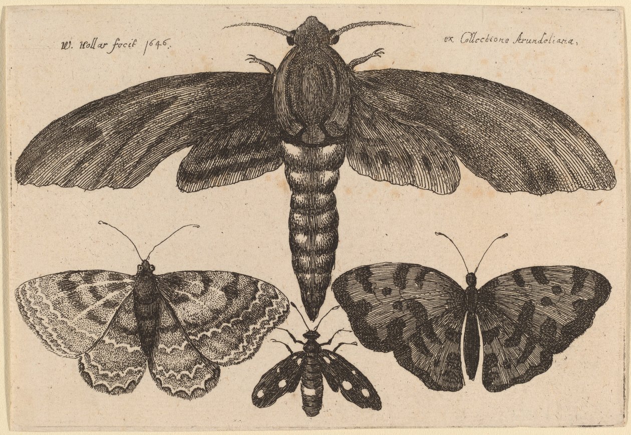 Ćma i Trzy Motyle autorstwa Wenceslaus Hollar
