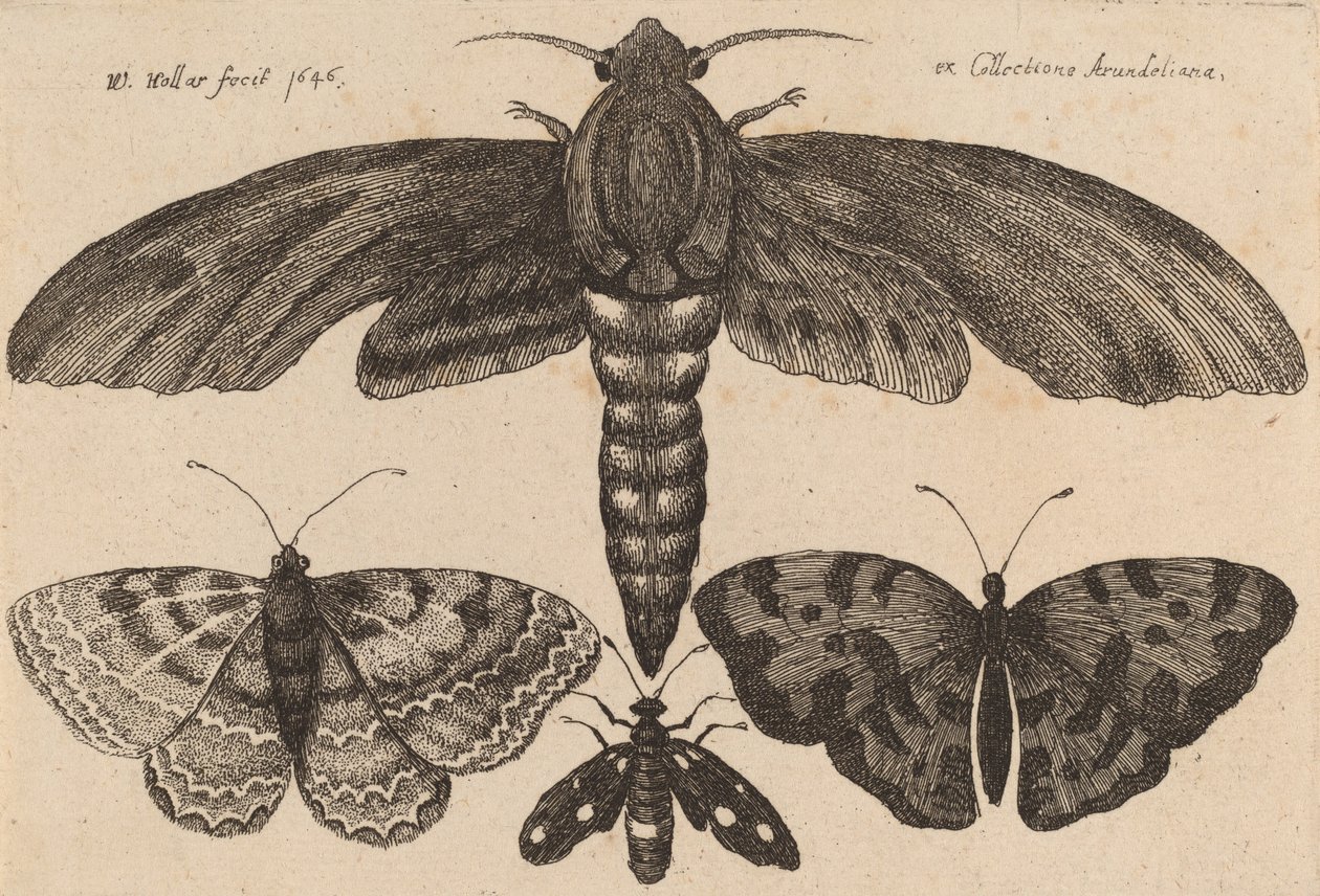Ćma i trzy motyle, 1646. autorstwa Wenceslaus Hollar