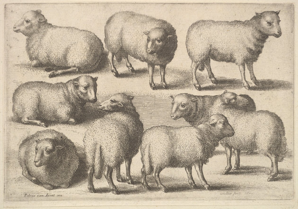 Dziewięć owiec, 1646. autorstwa Wenceslaus Hollar
