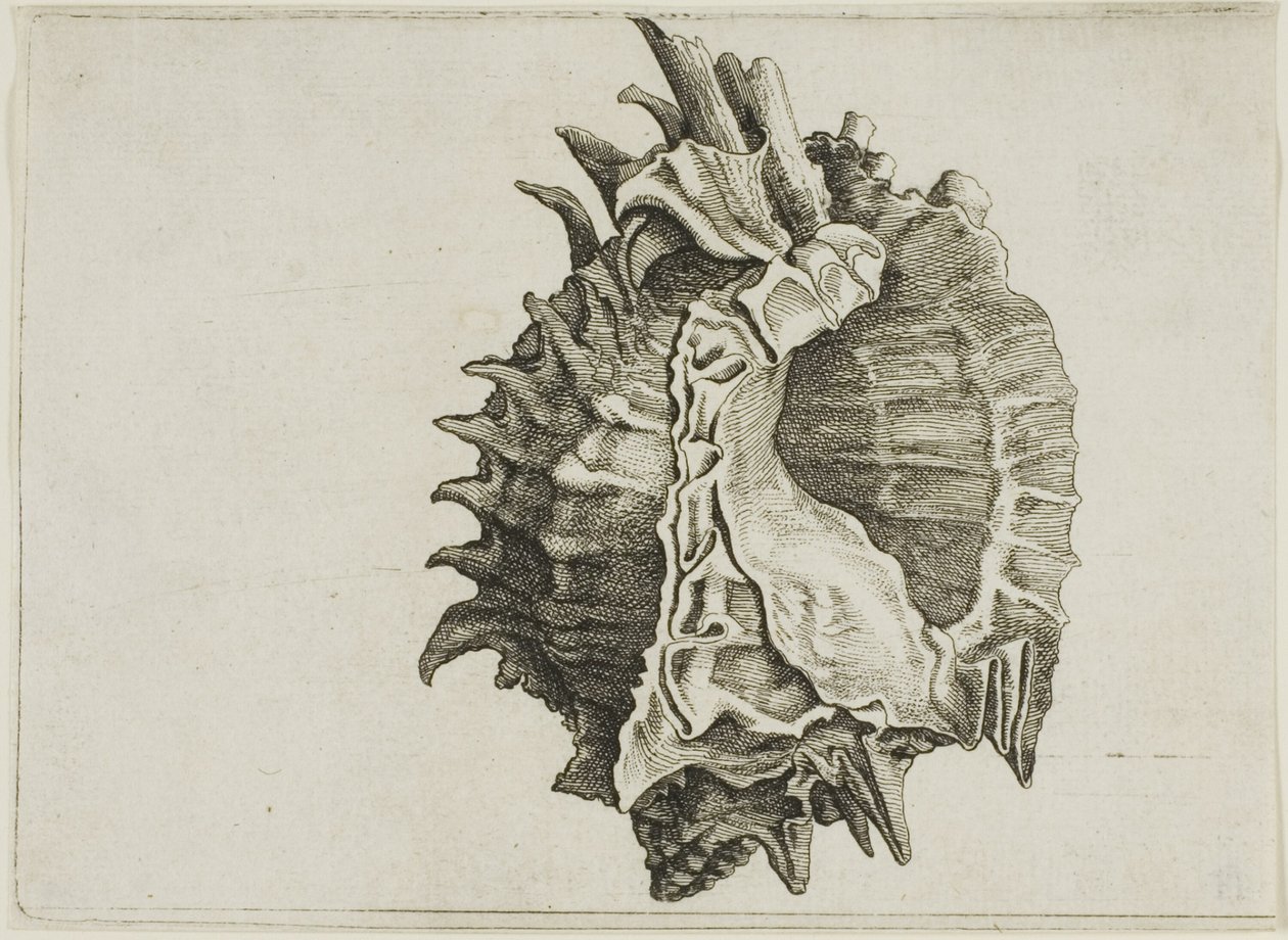 Murex o różowym ustach (phyllonotus erythrostomus) autorstwa Wenceslaus Hollar